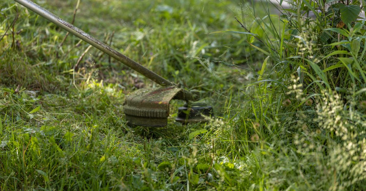 Edging a lawn with a line trimmer in Campbelltown