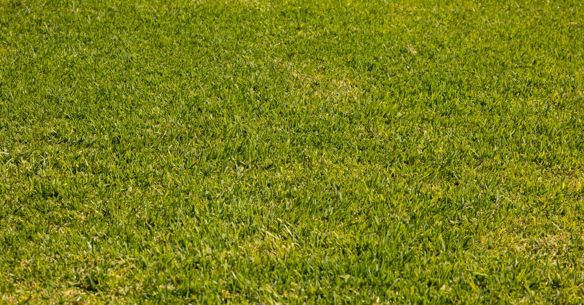 Healthy green lawn in a South West Sydney backyard after correct care