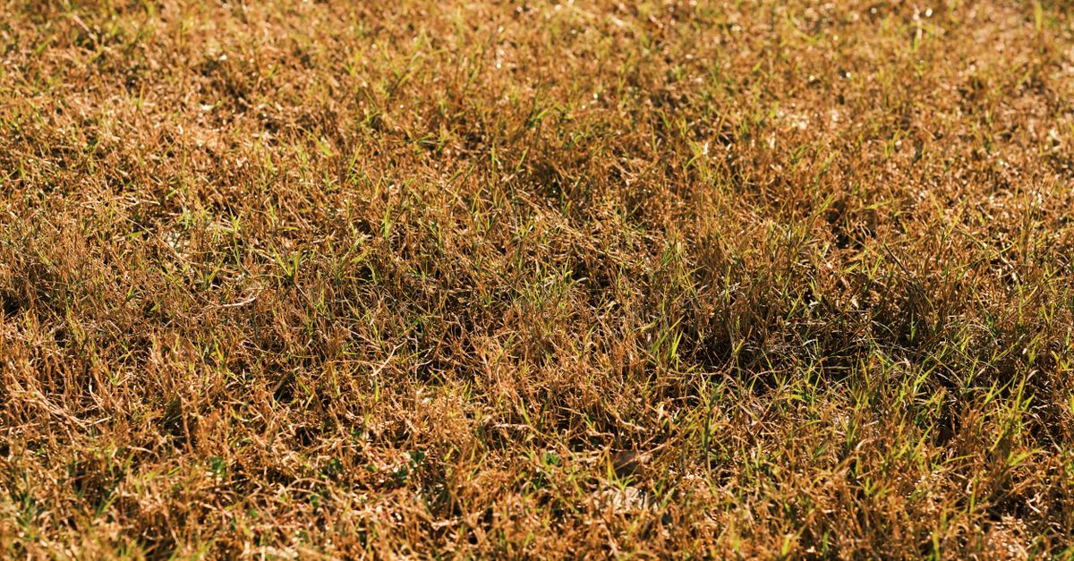 Brown and green patches in a South West Sydney lawn during summer
